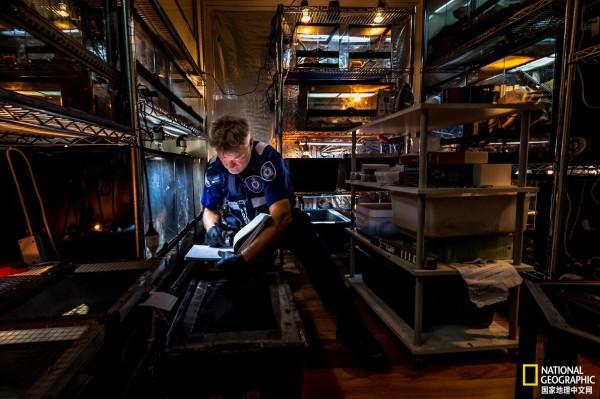 澳大利亞松果蜥：非法寵物交易危機