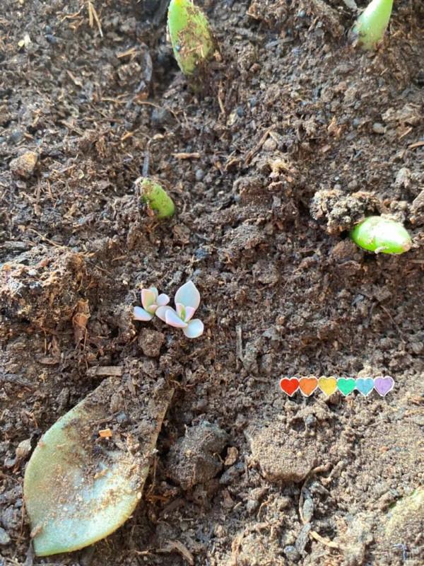 首次盆栽多肉記 首次盆栽多肉記