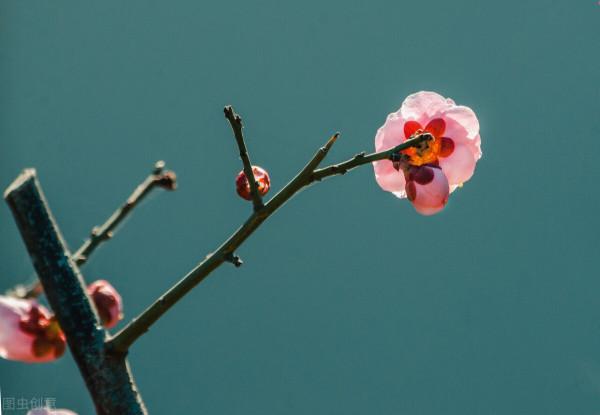 7月，這些花草開始“坐胎”，能不能變“孕婦”，養護很關鍵