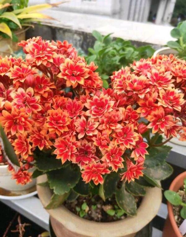 養花就養心，5種“長壽命”花，最適合老人養，健康又長壽