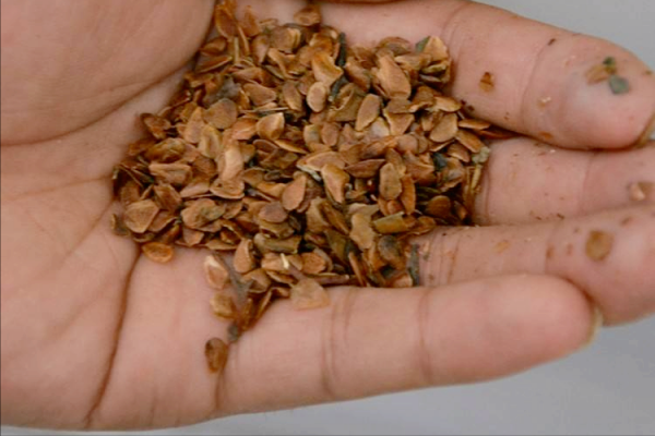 香椿樹結的籽有什麼用?有三大用途,難怪有人專門採收和賺錢 香椿樹結的籽有什麼用?有三大用途,難怪有人專門採收和賺錢