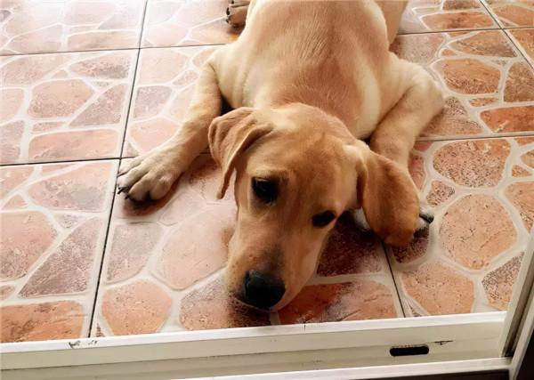 有種狗子，曾經是拉布拉多，後來變成了豬