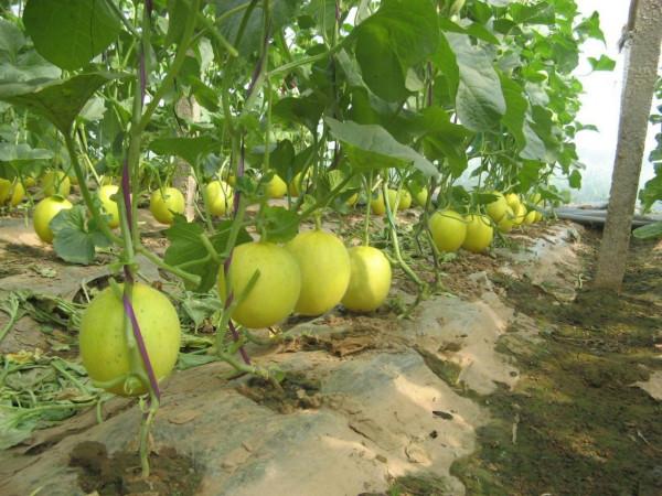 小夥放棄學業回鄉創業,水上養雁、水下養魚,年銷售額達1500萬元 小夥放棄學業回鄉創業,水上養雁、水下養魚,年銷售額達1500萬元