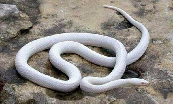 這些可愛且有趣的蛇類，你都認識多少？會將它們作為寵物飼養嗎