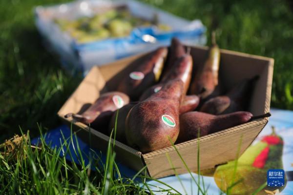 比利時啤梨“熱盼”中國進博會 比利時啤梨“熱盼”中國進博會