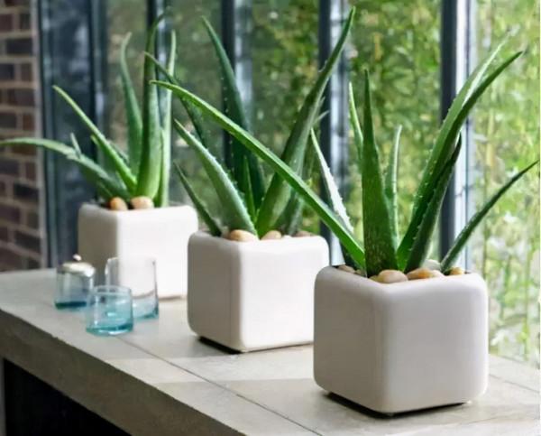 5種“女人花”,吃好又好聞,摘葉子花朵泡茶煲湯,養出嬌嫩容顏 5種“女人花”,吃好又好聞,摘葉子花朵泡茶煲湯,養出嬌嫩容顏