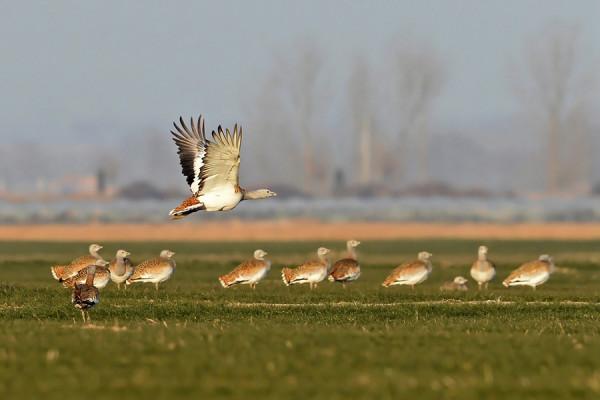 新疆大鴇、小鴇，太美啦，獵殺要坐牢