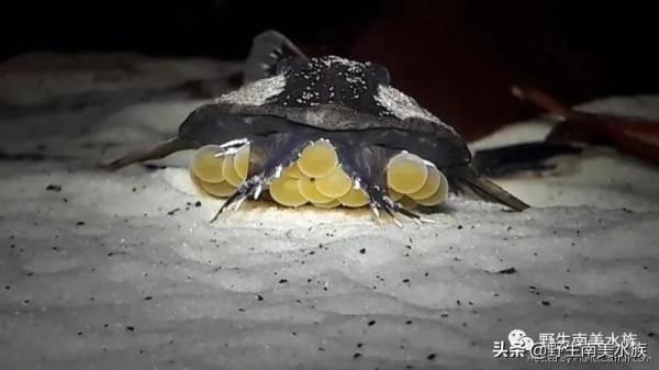 每天認識一種南美魚｜（72）陰陽直升機