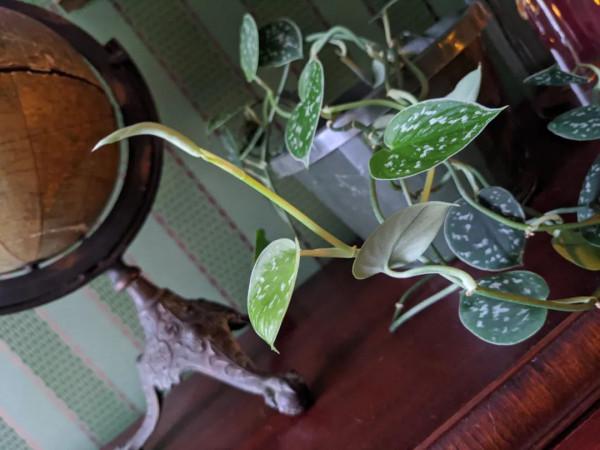 8種葉子長滿白色斑紋的室內觀葉植物,顏值不低,價格不貴 8種葉子長滿白色斑紋的室內觀葉植物,顏值不低,價格不貴