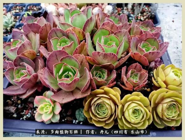 我的長生草秘密花園4：收集整理也是一種快樂