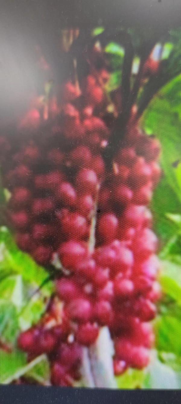 好東西要分享 好東西要分享