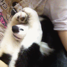 這幾種狗就是好看，但是一點都不中用，是慫狗