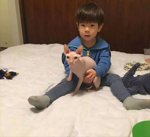 動物世界：從狗生贏家王可可開始，扒一扒各路明星斥巨資養的寵物