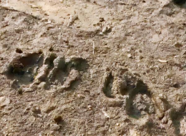 “神眼”馬玉林探案：“尋槍記”