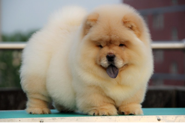 如何護理鬆獅犬的毛髮？這幾點要做好