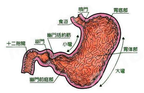 春節來了，美食如此多，如何保護我們的胃，