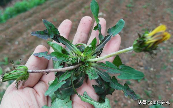 老獸醫：禽流行性感冒的十個巧用方，農村養雞人收藏備用