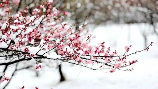 雪花飛舞，是浪漫，是青春，是離別