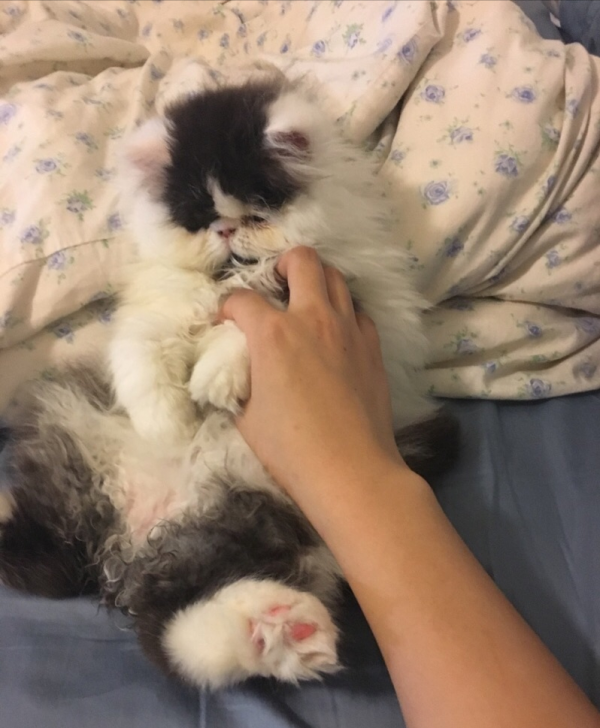 養加菲鏟屎官後悔了嗎？這種可愛到膨脹的貓咪，為啥養起來這麼難