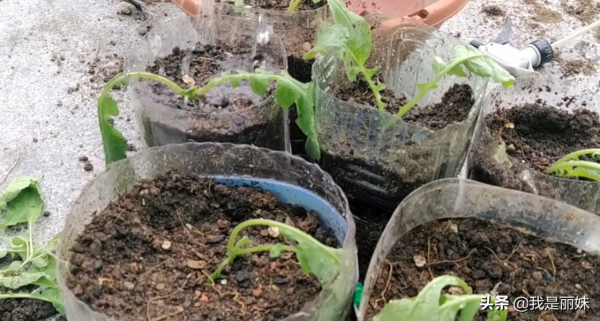 可樂瓶別扔了，這樣種蘿蔔，一年四季都有得吃，省錢又美觀