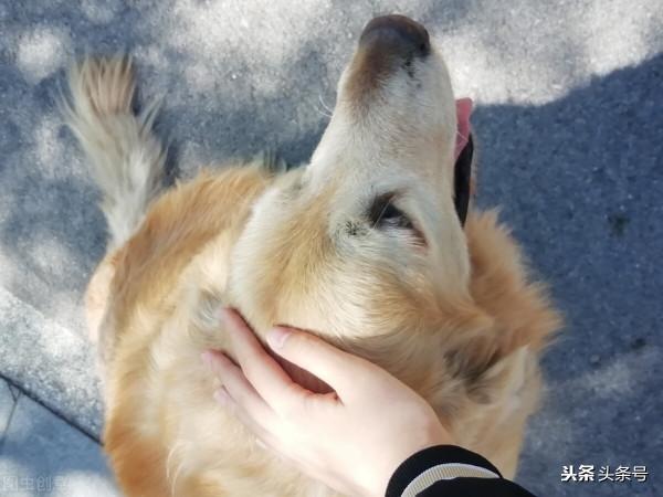 川藏線人狼奇緣