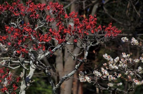 冬天的京都，去這些地方玩會更有趣