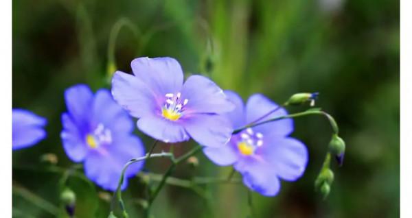 冬奧會絨線花美出圈，每種花的寓意都太棒了