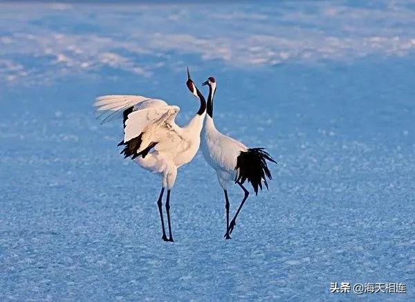 仙鶴飛天,驚豔絕倫實在太美了,難得一見 仙鶴飛天,驚豔絕倫實在太美了,難得一見