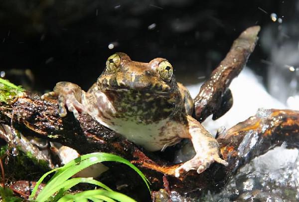 擁有“山珍”之稱的石蛙,高達200元1斤,為何敢養的農民卻不多? 擁有“山珍”之稱的石蛙,高達200元1斤,為何敢養的農民卻不多?