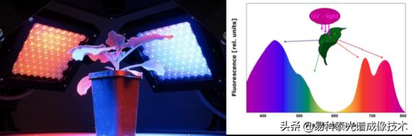 PhenoTron PTS植物光譜成像檢測平臺