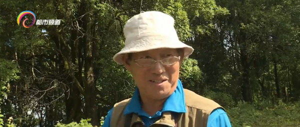 “高山美人”！多尾鳳蝶現身高黎貢山東坡瀘水段