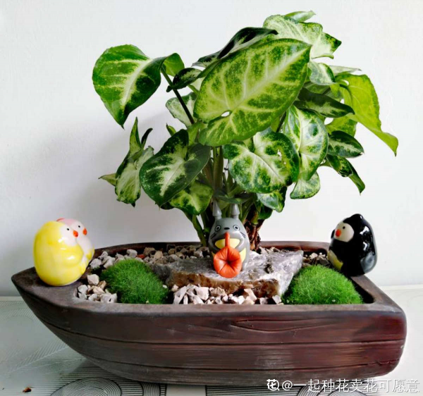 家裡光不好，就養10種耐陰綠植，葉子比花還要美