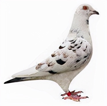 集鴿羽色分不清？看看這家鴿會發布的對照圖