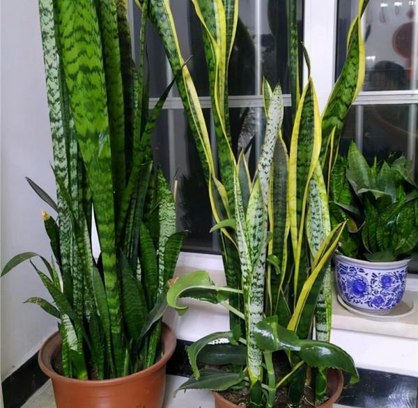 9種“懶人花”，適合小盆養，管得“少”一些，才能多開花