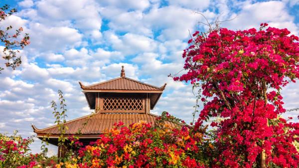 為什麼粵龍山被稱為三角梅王國？