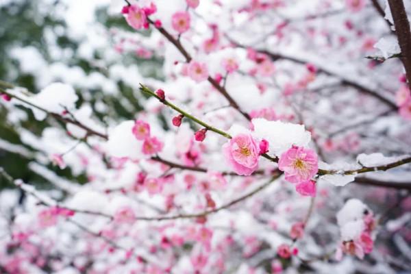 趣賞車谷銀妝 共赴一場瑞雪之約 趣賞車谷銀妝 共赴一場瑞雪之約