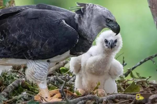 世界上常見的幾種雕