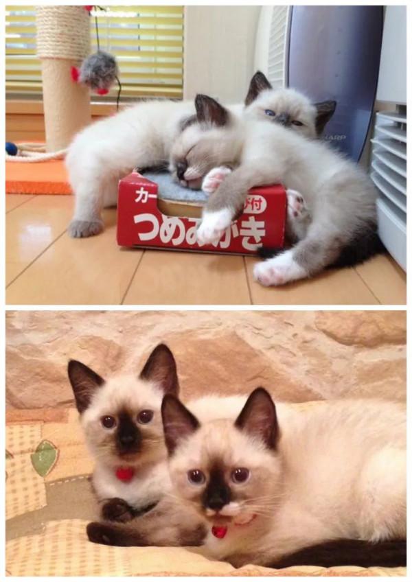 養暹羅就像在拆盲盒，拆著拆著…意外就發生了