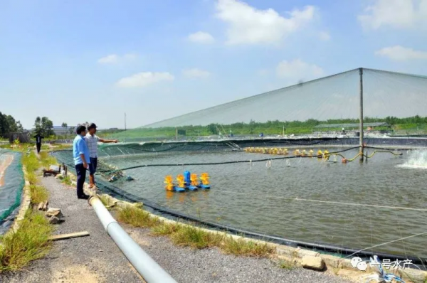 揭露！這是全球最大的蝦類進口國！其競爭程度，非常慘烈