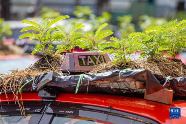 曼谷：疫情下出租車變“菜園”