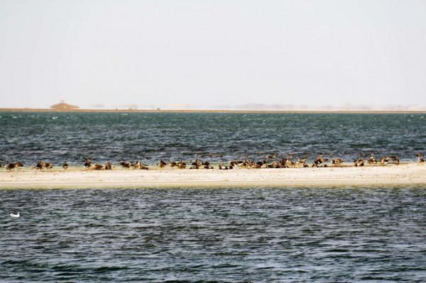 西臺吉乃爾雙色鴨湖（鳥類天堂）