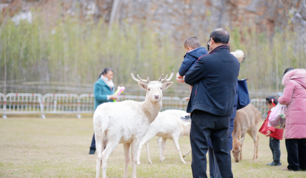 多圖預警｜鹿島公園&amp;趣玩萌寵節今日盛大開放