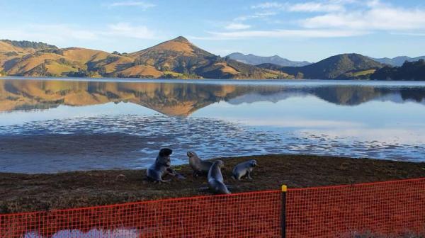 紐西蘭海獅:“我回來了!”——海獅在紐西蘭大陸重建家園 紐西蘭海獅:“我回來了!”——海獅在紐西蘭大陸重建家園