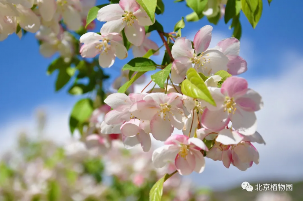 春華秋實,賞海棠紅果正當時~ 春華秋實,賞海棠紅果正當時~