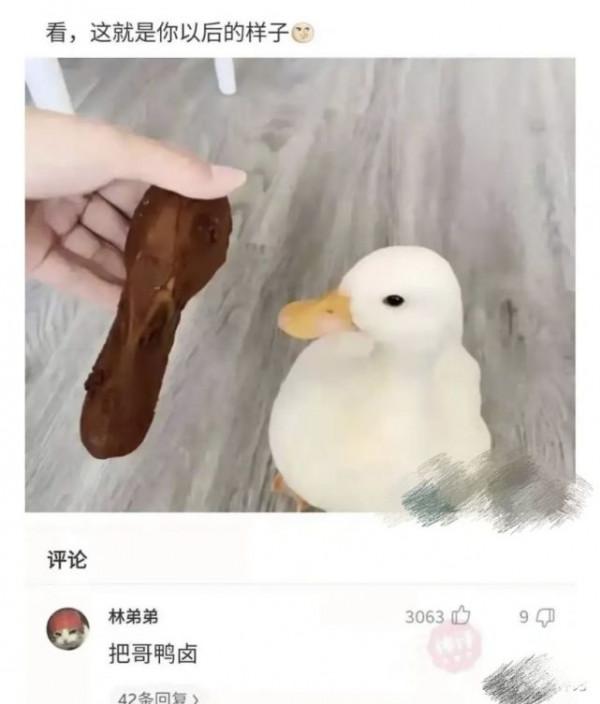 小象偷甘蔗被抓,試圖躲在電線杆後面,好萌 小象偷甘蔗被抓,試圖躲在電線杆後面,好萌