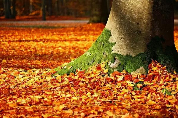 十一月養生——這份養生攻略請查收 十一月養生——這份養生攻略請查收