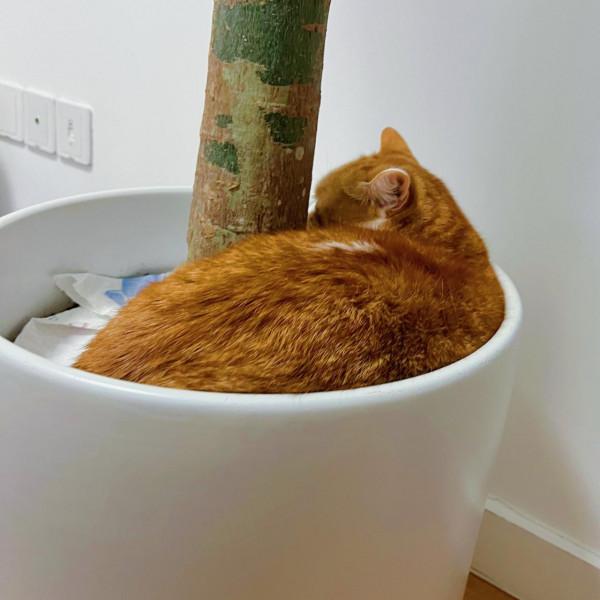 好心人士投餵流浪貓，發現一隻小喵骨骼驚奇，容貌英氣逼人