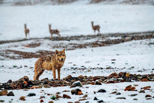 林草科普|徐永春鏡頭中的高原獸影