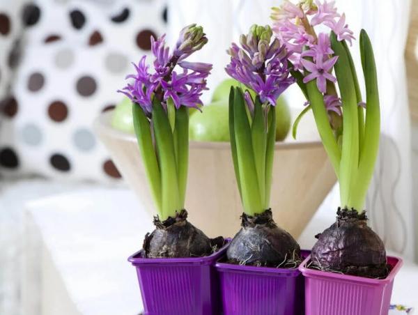 適合秋季養殖的3種球根植物,陽臺盆栽,2個月就開花,美極了 適合秋季養殖的3種球根植物,陽臺盆栽,2個月就開花,美極了