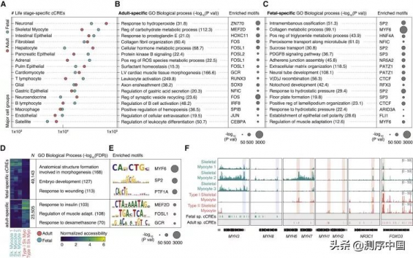 加州大學任兵團隊發表迄今最大規模人類單細胞染色質可及性圖譜 加州大學任兵團隊發表迄今最大規模人類單細胞染色質可及性圖譜